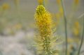 Plant Life of Death Valley